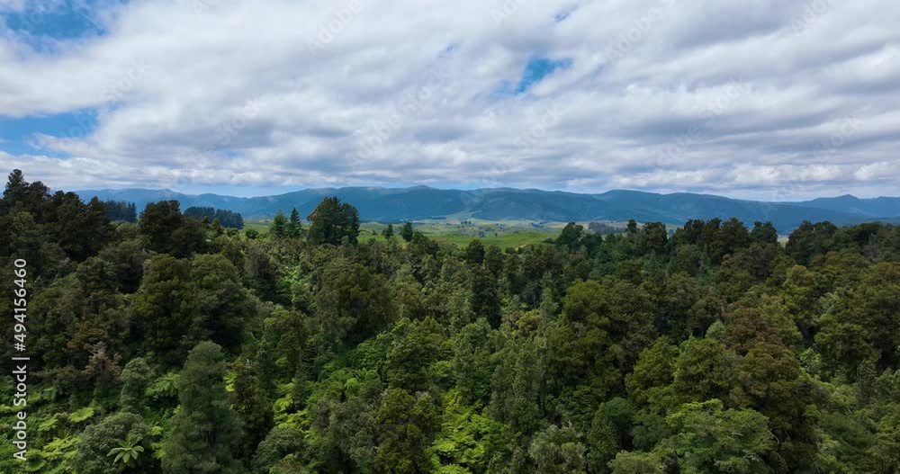Flight explores dense native forest of hardwoods and fern trees -Rangiwahia Flight explores dense native forest of hardwoods and fern trees -Rangiwahia