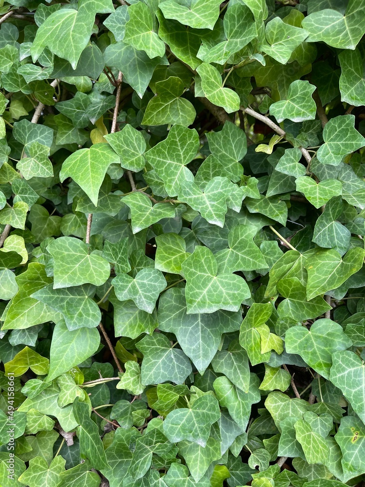 green ivy leaves