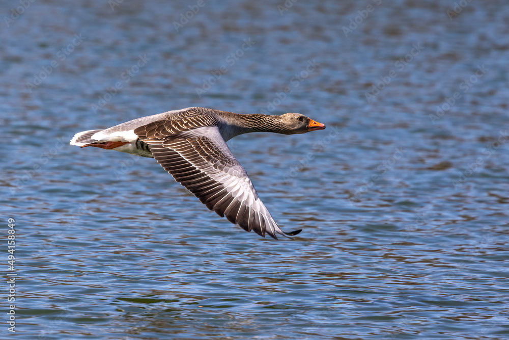 The flying greylag goose, Anser anser is a species of large goose The flying greylag goose, Anser anser is a species of large goose