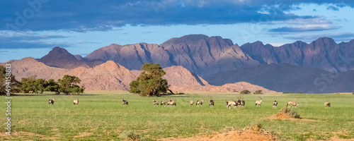 Namibia, oryx  herd walking in the savannah, red rocks in background
 photo