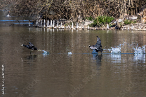 The Eurasian coot, Fulica atra swimming on the Kleinhesseloher Lake at Munich, Germany
