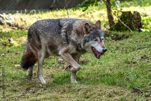 European Grey Wolf, Canis lupus in a german park