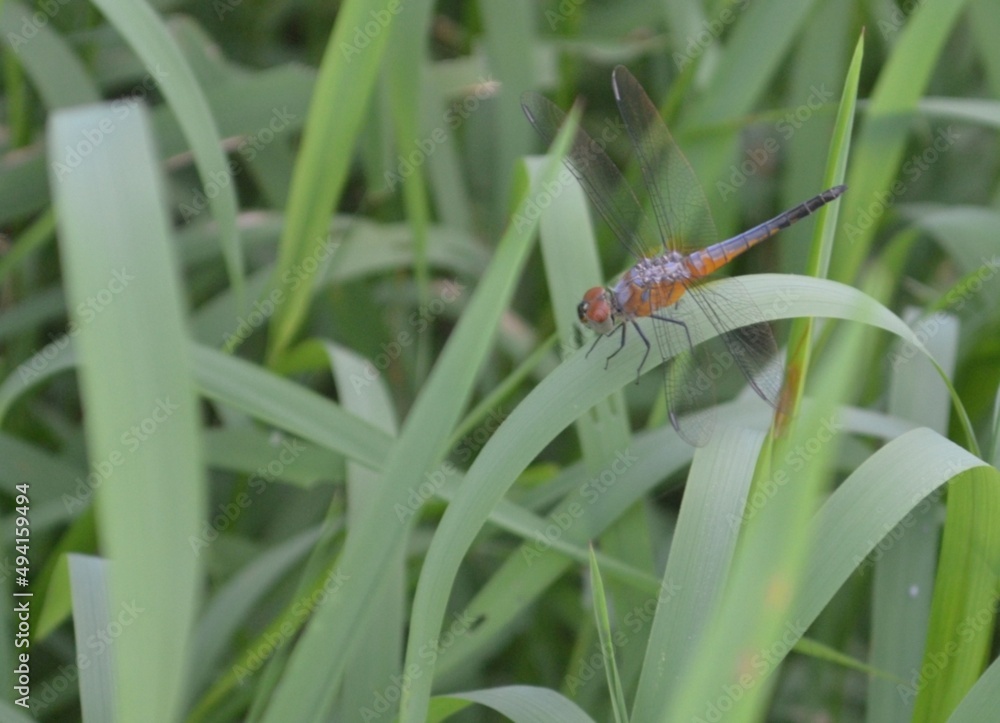 dragonfly perched on the green grass dragonfly perched on the green grass