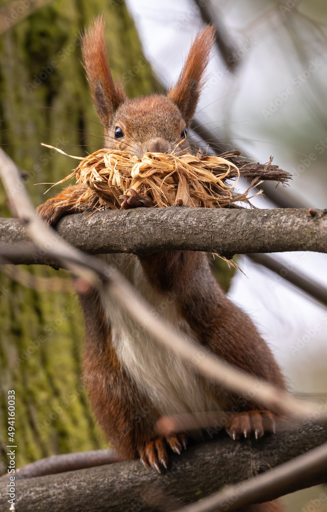 Red Squirrel