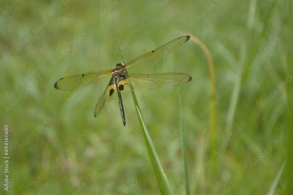 dragonfly perched on the green grass