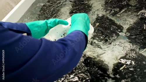 Person with green gloves transfer baby abalone into aerated tank; aquafarm photo