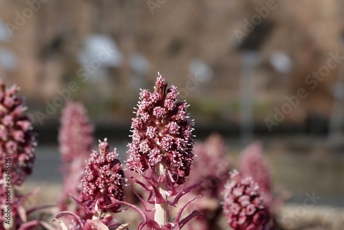 Detail of a beautifully blooming petasites hybridus with white-purple flowers. High quality photo photo