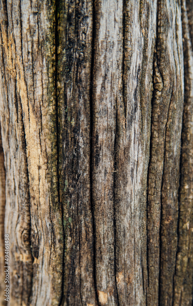 Background with wood texture. The rough surface of an old tree with a natural pattern.