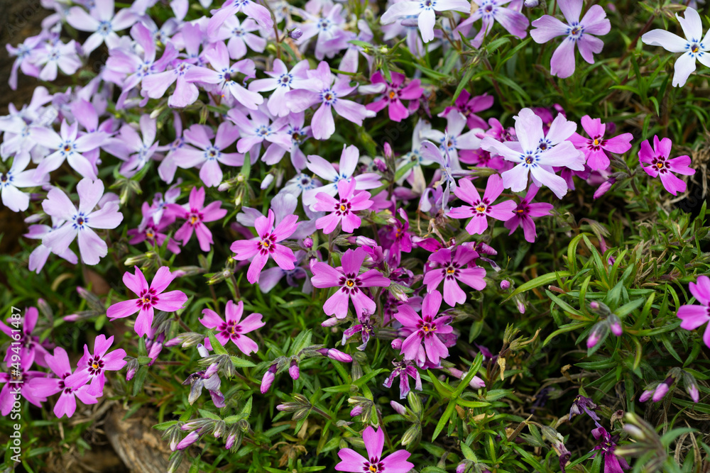 flowers Phlox subulata in the garden. Emerald Cushion Blue. Lavender purple color. Carpet of colour during spring. Gardening background. Evergreen foliage. Floral cultivars. flowers Phlox subulata in the garden. Emerald Cushion Blue. Lavender purple color. Carpet of colour during spring. Gardening background. Evergreen foliage. Floral cultivars.