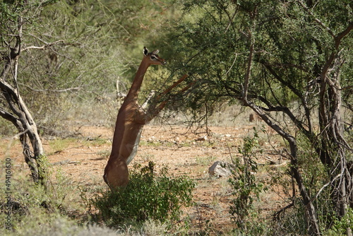 Antilope Samburu National Reserve