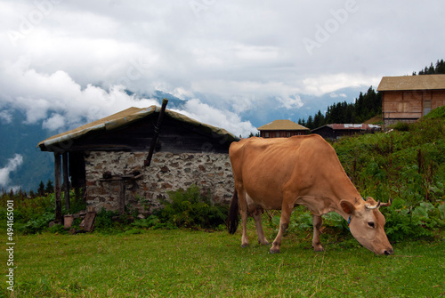 Cow feeding near wooden highland house. Wooden plateau houses. Highlands of Turkey. Rize Sal Plateau.