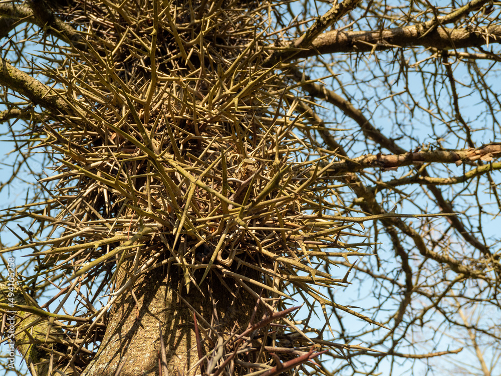 Large Honey Locust Thorns. Needles, thorns. Camel thorns Large Honey Locust Thorns. Needles, thorns. Camel thorns