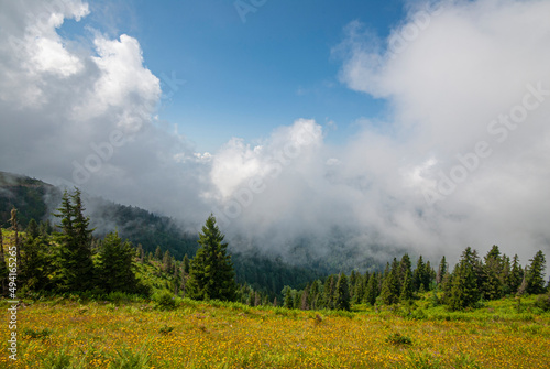 Colorful flowers in spring, Green meadows, blue sky and white clouds. Pine forest and blue white clouds in the background. Kackar Mountains. Rize, Turkey.
