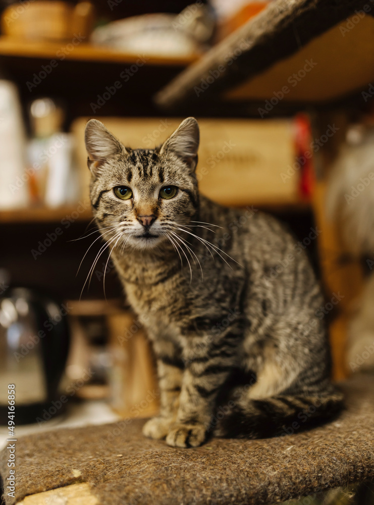 Cute cat at the background. Portrait of adorable cat. Image of domestic animal 