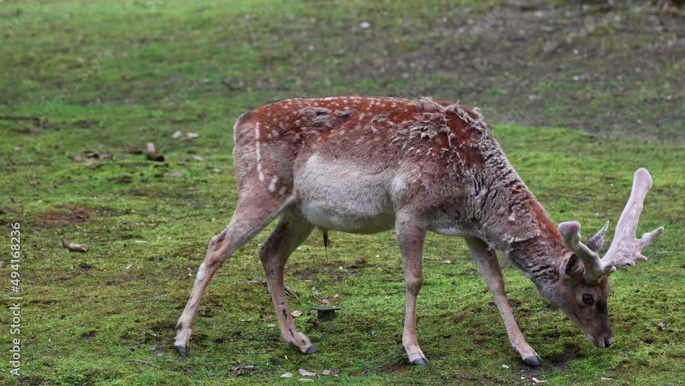 The fallow deer, Dama mesopotamica is a ruminant mammal belonging to the family Cervidae. The fallow deer, Dama mesopotamica is a ruminant mammal belonging to the family Cervidae.