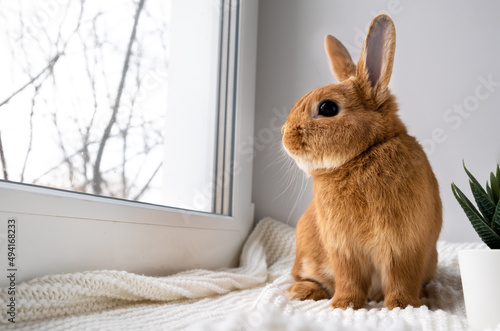 Cute brown red bunny rabbit sitting on windowsill indoors,looking through big window. Adorable little pet at home