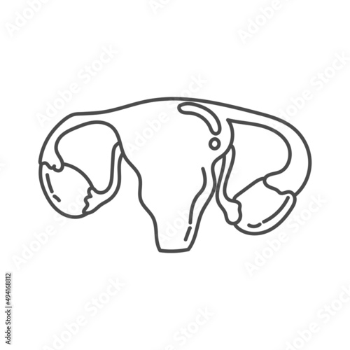 hand drawn illustration of female reproductive organ anatomy in humans suitable for educational purposes in schools as well as coloring books for children