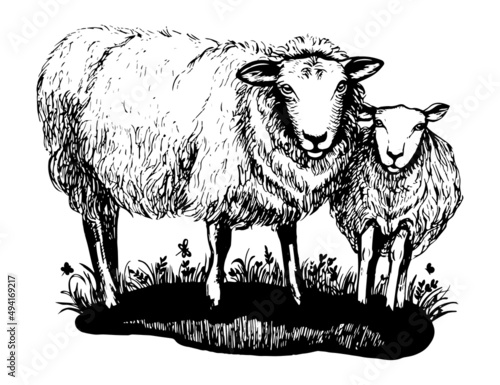 Sheep vintage hand drawn illustration