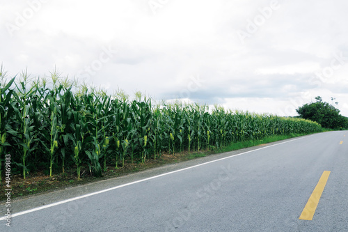 Green corn planting field beside the road