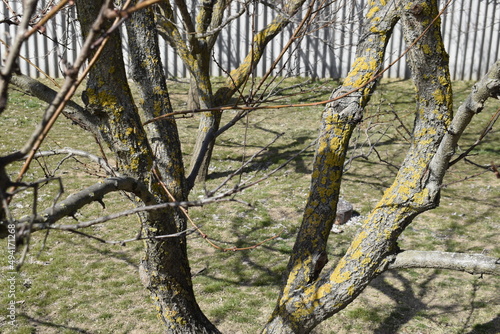 Common orange lichen on the bark of a tree. The tree trunk is infested with lichen and moss on the branches of the tree. Textured wooden surface with lichen colony. Ecosystem of mushrooms on the bark.