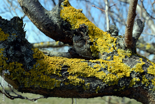 Common orange lichen on the bark of a tree. The tree trunk is infested with lichen and moss on the branches of the tree. Textured wooden surface with lichen colony. Ecosystem of mushrooms on the bark. photo