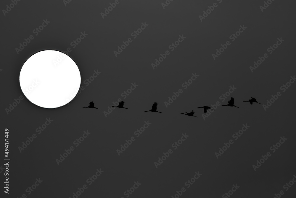 Cranes, Grus grus, fly in front of the setting sun. Large birds during the flight to warm countries, autumn flights of birds Cranes, Grus grus, fly in front of the setting sun. Large birds during the flight to warm countries, autumn flights of birds