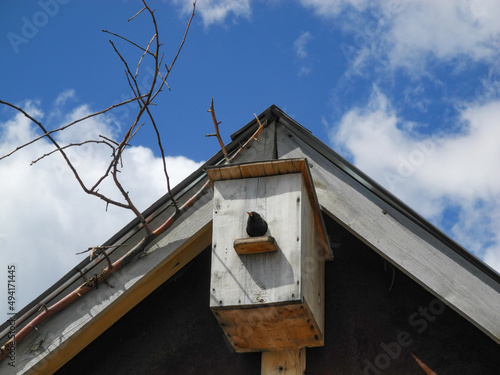 In the attic of the barn is a birdhouse from which a starling crawled out on a spring day