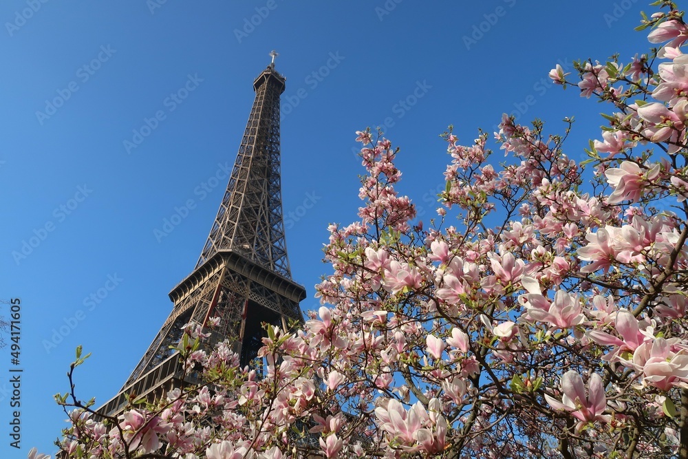 Paris au printemps, arbre en fleur (magnolia) au pied de la tour Eiffel, sur fond de ciel bleu (France)