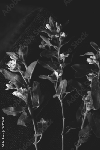 black and white photography of flowers