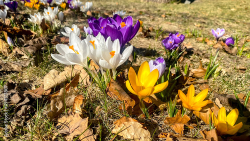 Blooming spring crocus flowers in Liberec public park (Jablonecka Street), Czech Republic photo