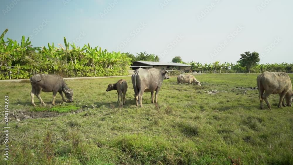Buffalo grazing on the fields in Chiang Mai Thailand Buffalo grazing on the fields in Chiang Mai Thailand