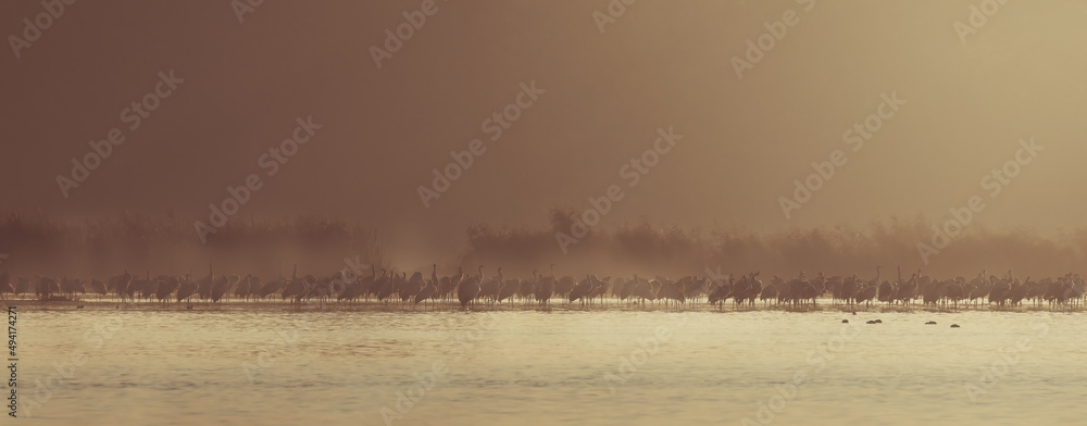 Romantic sunrise on a fish pond, cranes waking up in the morning by the water Nature reserve Barycz Stawy Milickie, a large flock of cranes wakes up on the water in the sun's rays - obrazy, fototapety, plakaty 