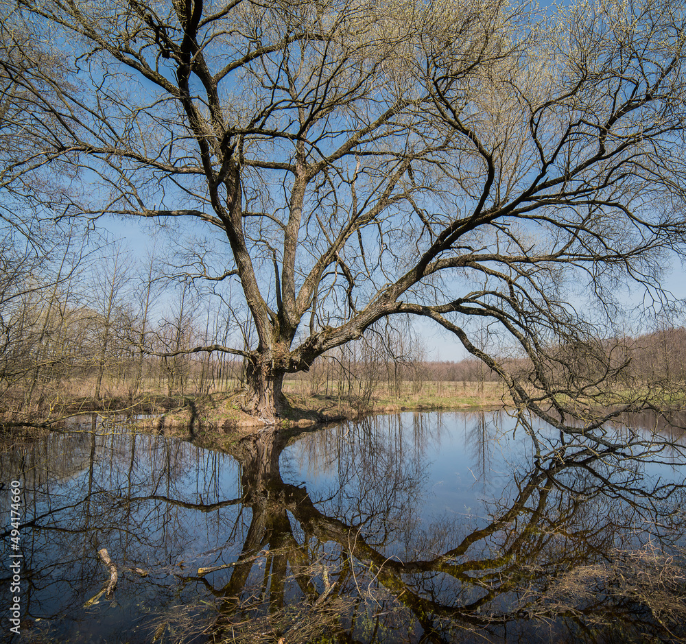 Spill in the spring forest. Bare trees without leaves on the branches. Blue sky, dry yellow last year's grass. Spill in the spring forest. Bare trees without leaves on the branches. Blue sky, dry yellow last year's grass.