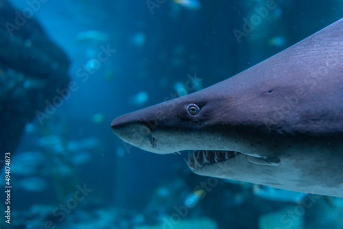 Close up of great shark swimming underwater