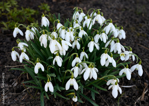 White snowdrop Galanthus nivalis is an early spring nursery flower in the Amaryllidaceae family.