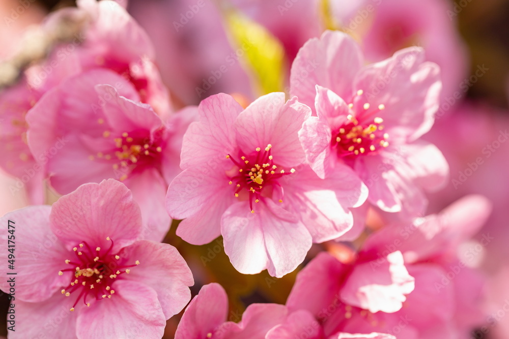 Beautiful pink cherry blossoms in the park , kawazu sakura flowers , close up , kagawa, shikoku, japan	
