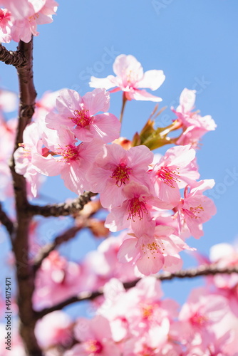 Cherry branch blossoms , Kawazu sakura flowers , kagawa, Shikoku, Japan	