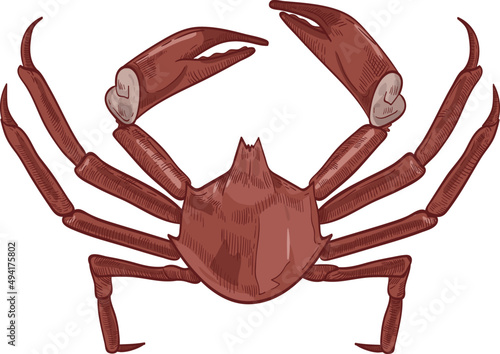 Northern Kelp Crab Hand Drawn Illustration