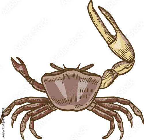 Fiddler Crab Hand Drawn Illustration