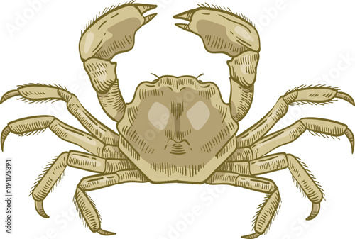 Mitten Crab Hand Drawn Illustration