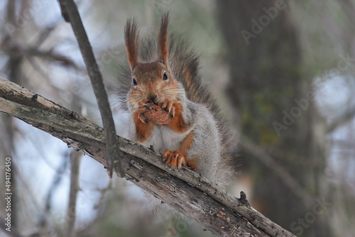 Red squirrel sit on branch in winter scene, Sciurus vulgaris in winter scene