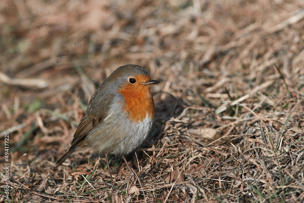 Fototapeta premium Erithacus rubecula sit on ground European robin, robin, robin redbreast sit on snow Volgograd region, Russia