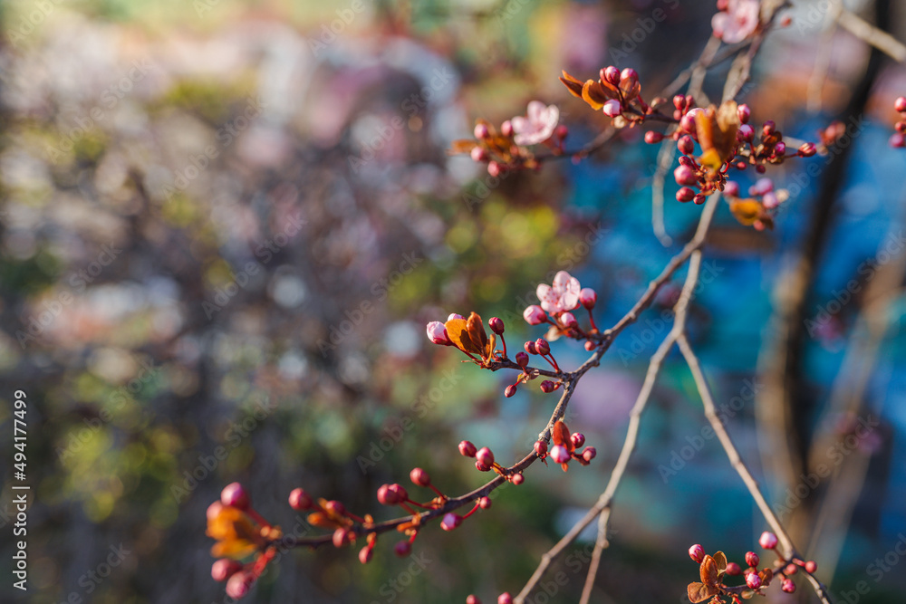 Blossoming buds of Japanese cherry sakura on a blurred background. Beauty in nature in spring season