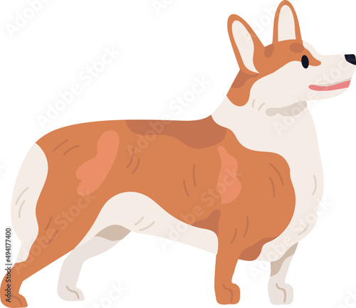 Pembroke Welsh Corgi Profile Illustration
