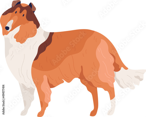 Dog of Collie Breed Standing Illustration