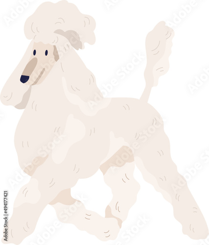 White Royal Poodle Walking Illustration