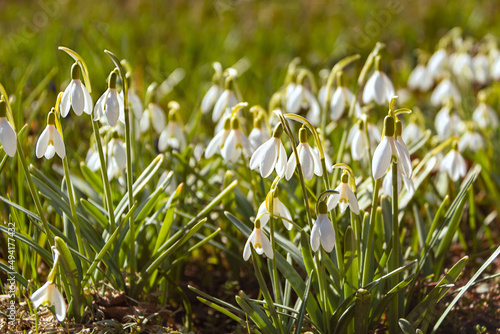 White snowdrops bloom in a clearing in spring