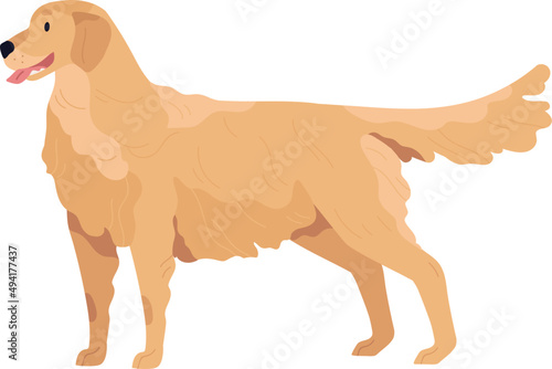 Dog of Golden Retriever Breed Illustration