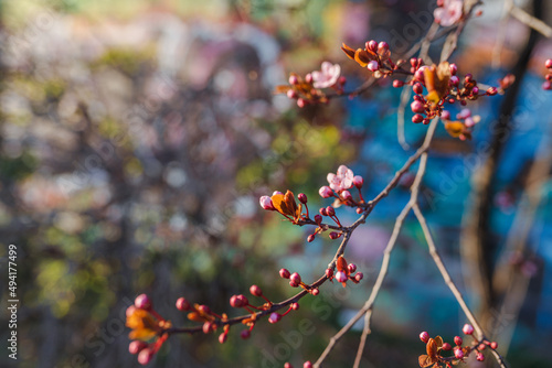Blossoming buds of Japanese cherry sakura on a blurred background. Beauty in nature in spring season