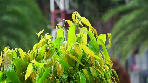 Polyalthia longifolia (glodokan, glodogan tiang ) with a natural background. This evergreen tree is known to grow over 20 m and planted due to its effectiveness in alleviating noise pollution photo
